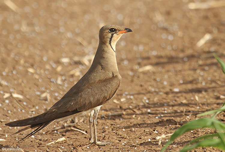   .Collared Pratincole  Glareola pratincola , Golan,Israel June 2010 .Lior Kislev